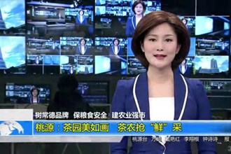 桃源：茶园美如画 茶农抢“鲜”采