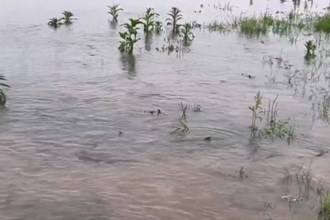 西洞庭湖：退捕禁捕见成效 鱼翔浅底戏春潮