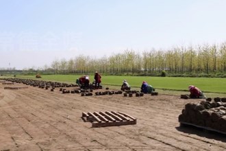 武陵区芦荻山乡：荒地外洲变“绿洲” 村民收获双红利