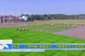 桃源：“订单种植+粮食银行”为粮食安全上双保险