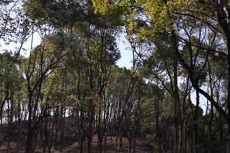 石门洛浦国有林场：探索中药材种植 赋能乡村振兴