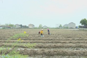 澧县城头山镇牌楼村：“稻菇”轮作 肥了土地富了村民