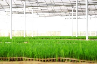 汉寿：大力推广水稻机械化种植