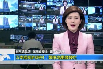 汉寿县纸料洲村：黄桃地里套袋忙