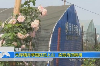 临澧：太浮镇月季园还田上山 实现良田粮用