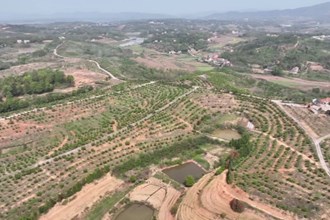 澧县王家厂镇：发展特色产业 助力村民增收