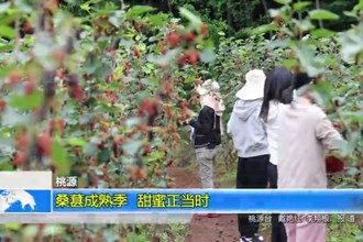 桃源：桑葚成熟季 甜蜜正当时