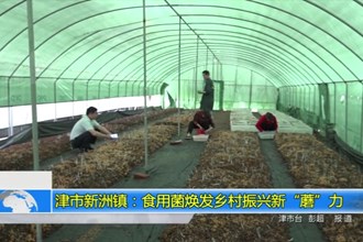 津市新洲镇：食用菌焕发乡村振兴新“蘑”力