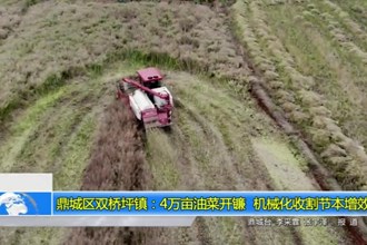 鼎城区双桥坪镇：4万亩油菜开镰 机械化收割节本增效