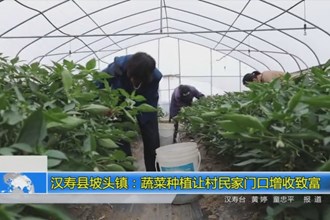 汉寿县坡头镇：蔬菜种植让村民家门口增收致富