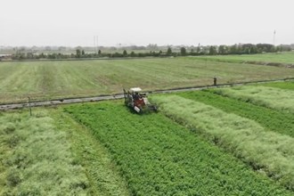 西湖：千亩苜蓿开镰收割 按下牧草丰收键