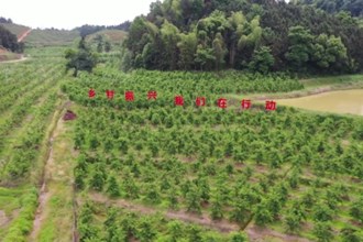 汉寿：桃子“抢鲜”上市 助力果农增收