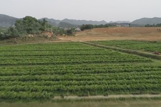 临澧彭家河村：夏采青柑秋摘果 精品果园一树多收