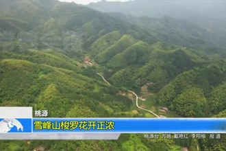 桃源： 雪峰山梭罗花开正浓