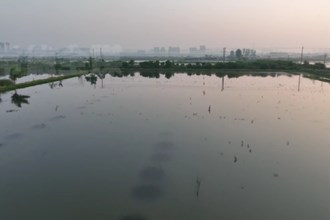 澧县澧南镇：“稻虾连作” 促农民增收