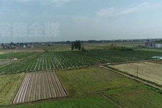 鼎城：金银花开“金银”来