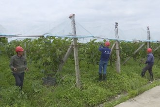 武陵区坪湖村：多措并举 水果产量提质增效