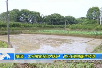 桃源：太空稻谷首次落户 试验田里播种希望
