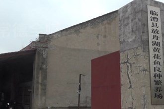 临澧：鱼苗日销千万尾 黄花鱼成抢手货