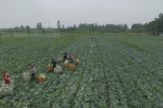 汉寿：蔬菜迎丰收 产业兴乡村