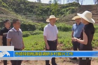 市领导到桃源县调研乡村振兴工作