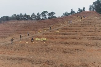 临澧：发展特色柑橘产业 壮大村集体经济