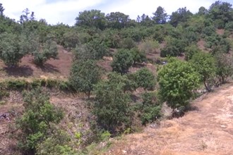 鼎城区双桥坪镇：千亩乌梅喜上“梅”梢