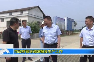 市政府领导调研粮食生产工作
