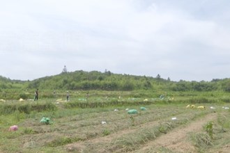 鼎城：藠头基地务工忙