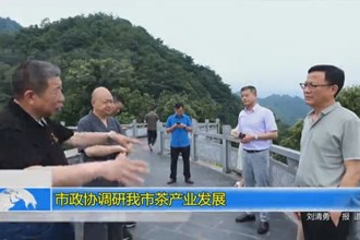 市政协调研我市茶产业发展