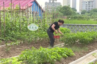 汉寿县老鹳树社区：大棚西瓜错峰上市