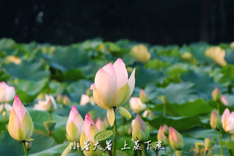【二十四节气】小暑