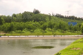 鼎城：蜂糖李挂满枝头 果农甜在心头