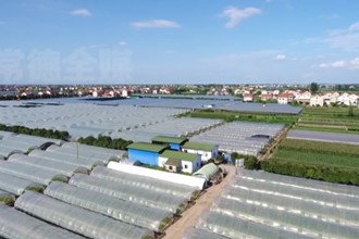 澧县：2000亩西瓜争“鲜”上市