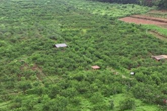 桃花源旅游管理区： “福地桃”助力乡村振兴