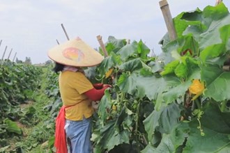 汉寿坡头镇：土地流转 助力乡村振兴
