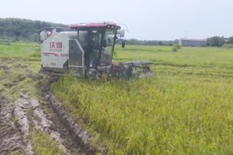 鼎城区双桥坪镇：2.5万亩早稻丰收 农户“双抢”农事忙