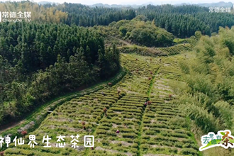 茶中大“熊猫“，珍稀品质高