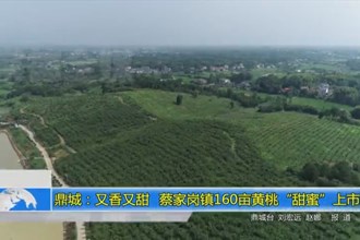 鼎城：又香又甜 蔡家岗镇160亩黄桃“甜蜜”上市