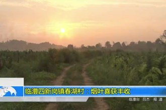 临澧四新岗镇春湖村：烟叶喜获丰收
