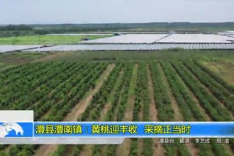 澧县澧南镇：黄桃迎丰收 采摘正当时