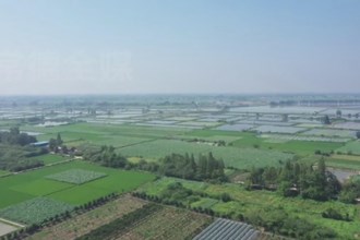 汉寿县洲口镇：小葡萄串起村民“致富梦”