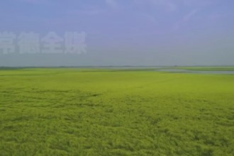 汉寿西洞庭湖：恢复退化湿地11.3万亩