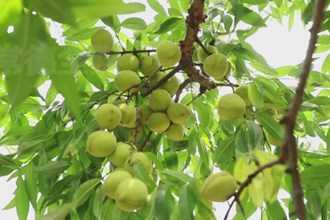 临澧县刻木山乡：脆蜜桃错峰上市产销两旺