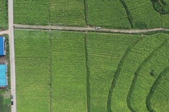 石门县南北镇：烟叶飘香赶“烤”忙