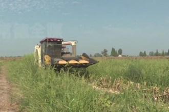 安乡：2.2万亩复合种植大豆玉米开镰收割