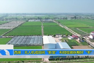 西湖：无人机成田间“新宠” 科技绘就秋粮好“丰”景