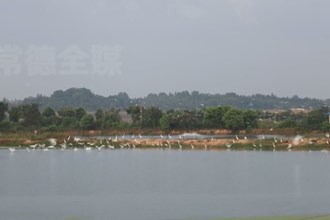 汉寿：鱼塘碧水清 白鹭舞蹁跹