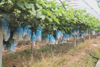 临澧：“阳光玫瑰”成农户增收“幸福果”