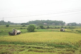 汉寿朱家铺镇：做优传统农业 走出乡村振兴好“稻”路